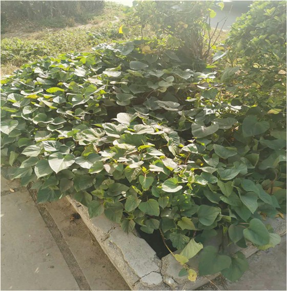 满眼绿色、生机盎然，也是希望的颜色