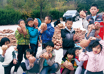 明珠国学 甜美童年 收获有机地瓜