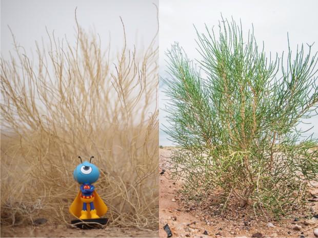 蚂蚁森林，行走的绿色能量，行动起来